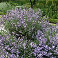 SALVIA LAVANDULIFOLIA 