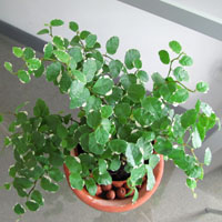 • Ficus pumila