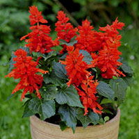 Salvia splendens