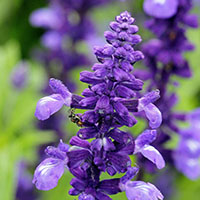 Salvia farinacea