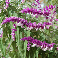 Salvia leucantha