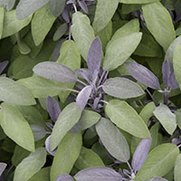 La salvia culinaria