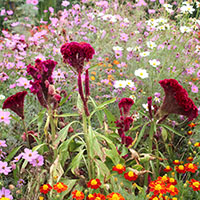 Flores de los parterres
