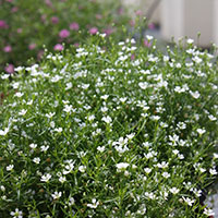 Gypsophila muralis