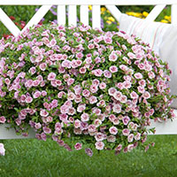 Calibrachoa ‘Double’