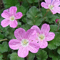 Erodium x variabile ‘Bishop’s Form’