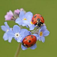 Mariquitas, los antipulgones naturales