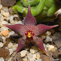 Stapelia arenosa