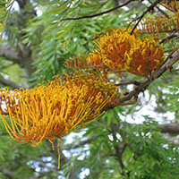 Grevillea robusta