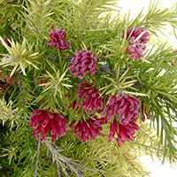 Grevillea juniperina