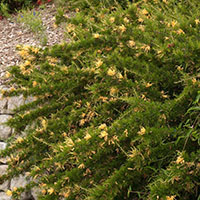 Grevillea juniperina Sulphurea