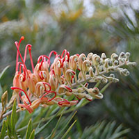 Grevillea ‘Robyn Gordon’