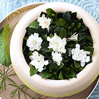 Gardenias en primer plano