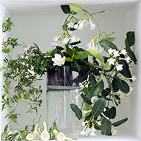 Flores colgantes
