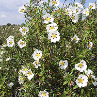 Cistus ladanifer