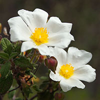 Cistus salviifolius