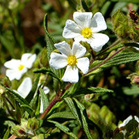 Cistus monspeliensis