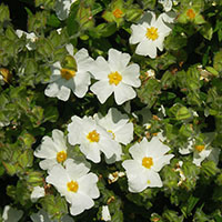 Cistus x obtusifolius ‘Thrive’
