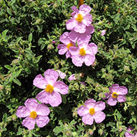 Cistus creticus