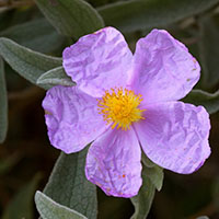 Cistus albidus