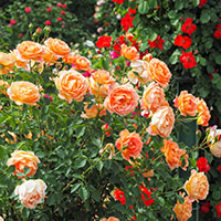 ‘Lady of Shalott’