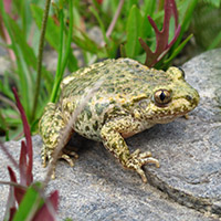 Sapo partero