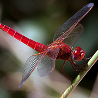 Libélula escarlata
