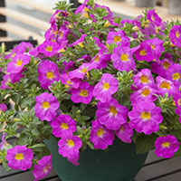 Petchoa ‘SuperCal’ ‘Pink’