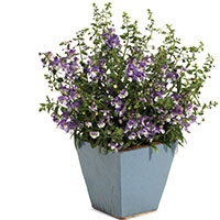 Angelonia ‘Angelface’ ‘Dresden Blue’