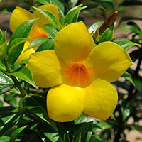 El amarillo de la allamanda