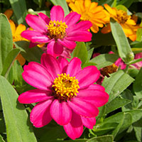 Zinnias de intensos colores