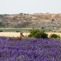 Corzos entre las flores