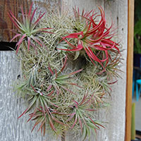 Tillandsia brachycaulos