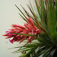 Tillandsia geminiflora