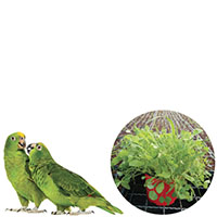 Para pájaros