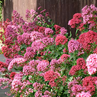 Centranthus ruber