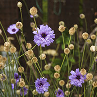 Catananche caerulea