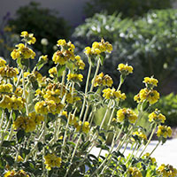 Phlomis fruticosa