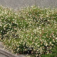 Erigeron karvinskianus