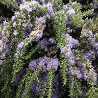 Rosmarinus officinalis ‘Prostratus’