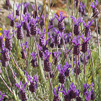 Lavandula stoechas