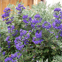 Caryopteris x clandonensis