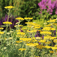 Achillea filipendulina