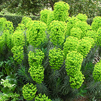 Euphorbia characias