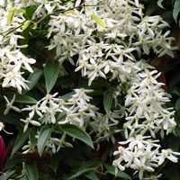 Plantas fáciles de cultivar