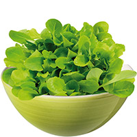 Hojas verdes