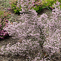 Erica x darleyensis ‘Jack H. Brummage’