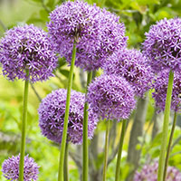 Allium ‘Globemaster’