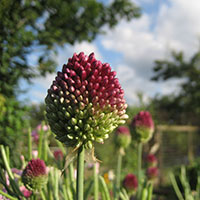 Allium sphaerocephalon