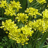 Allium moly